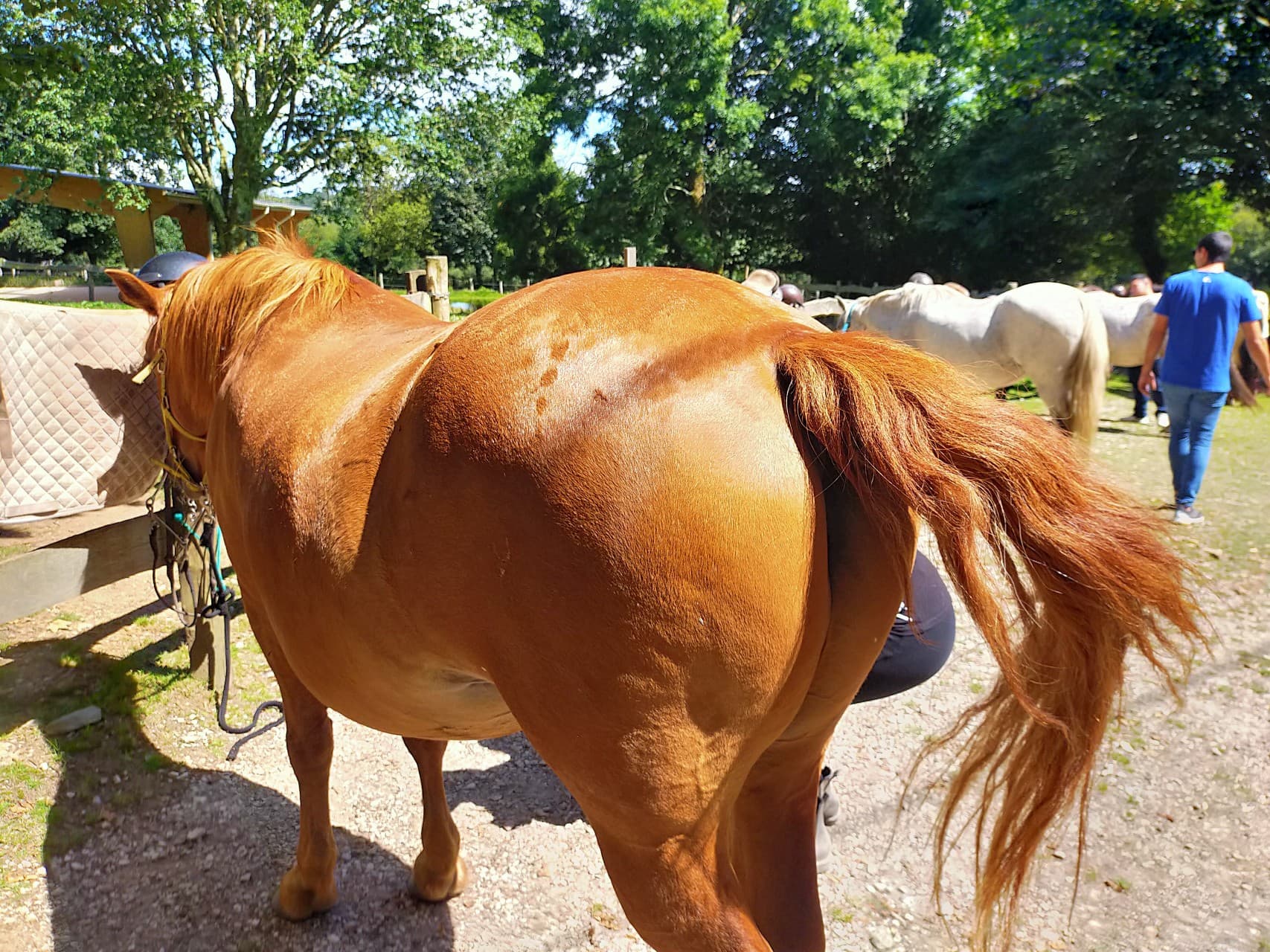 Rutas a caballo en Granja Labrada