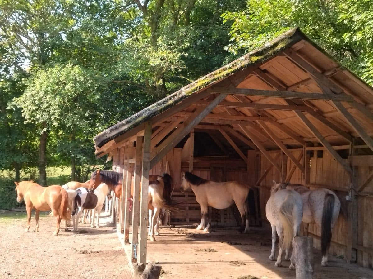 Free-roaming herd of horses at Granja Labrada