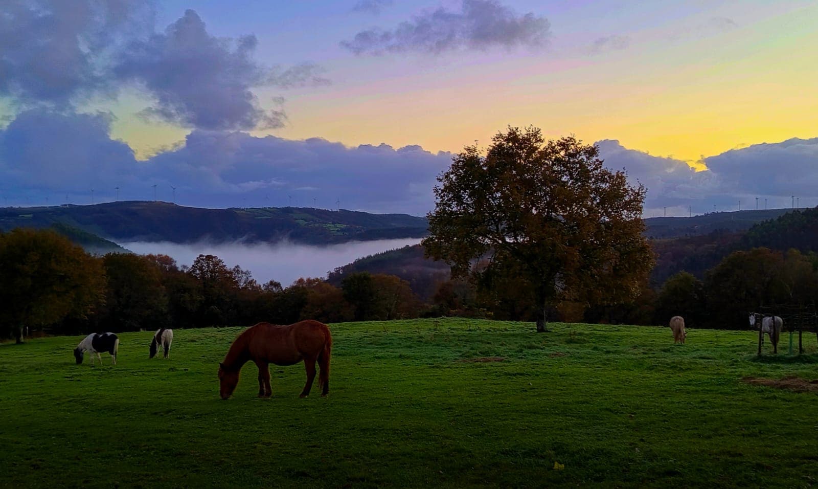 Granja Labrada — our dream with horses