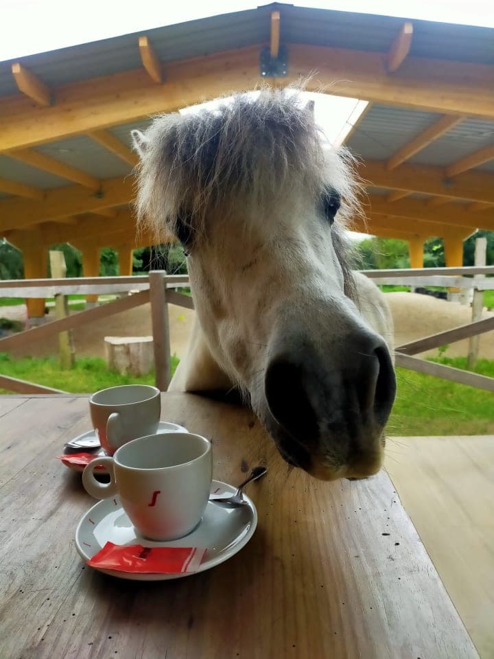 Horse riding holidays at Granja Labrada