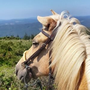 Alojamiento con caballos en Galicia